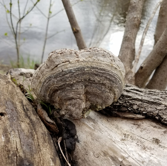 November Treeline - Hand Drawn On Bracket Fungus - Picture 2 of 3